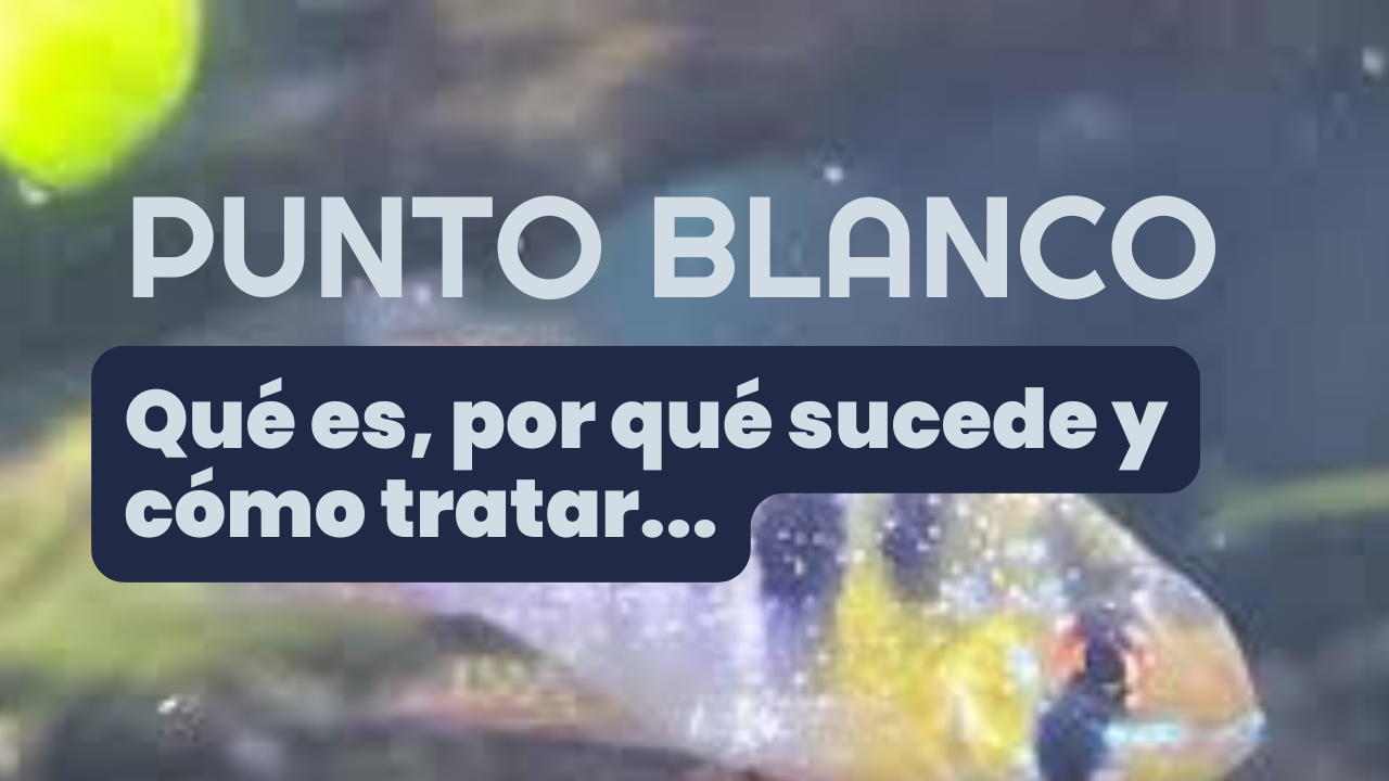 El punto blanco: que es, como identificarlo y como tratarlo